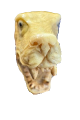 1 snake head photo 3-20-2026 - Edited - Edited