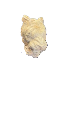 9 white animal head 3-20-2026 - Edited